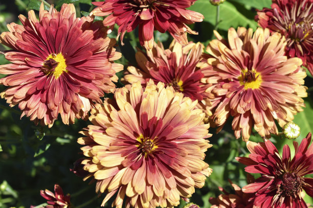 gazania