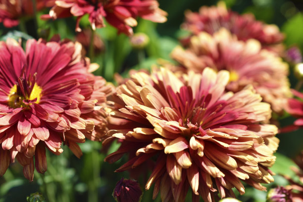 gazania