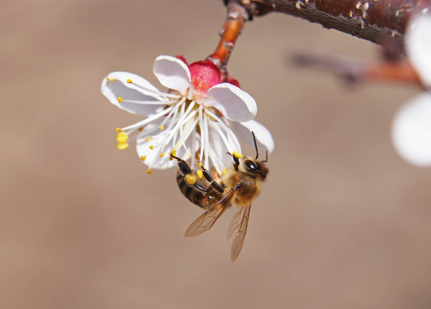 pollination