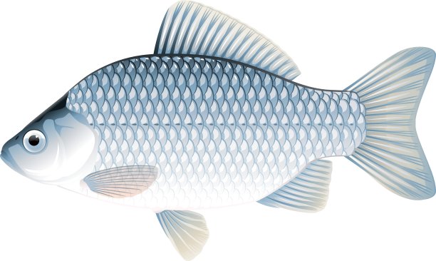 carassius