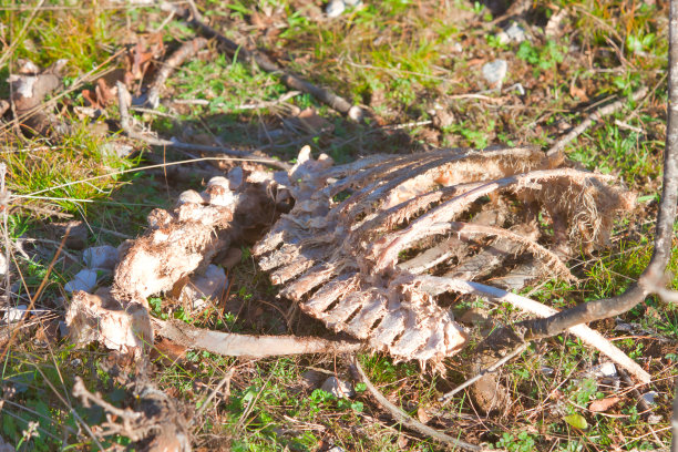 carrion