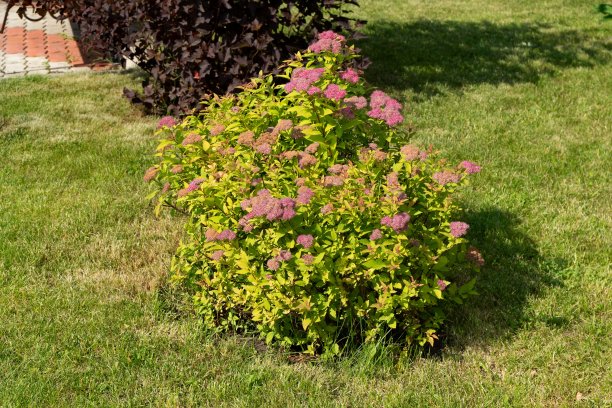 filipendula