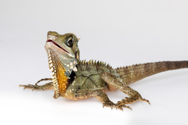 agama