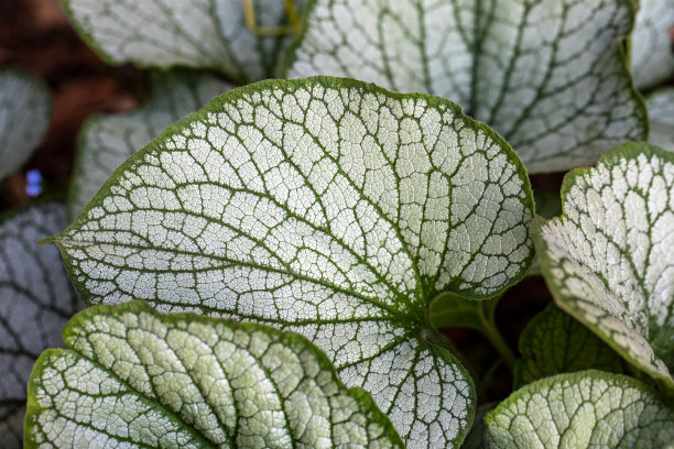 brunnera