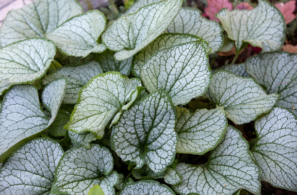 brunnera