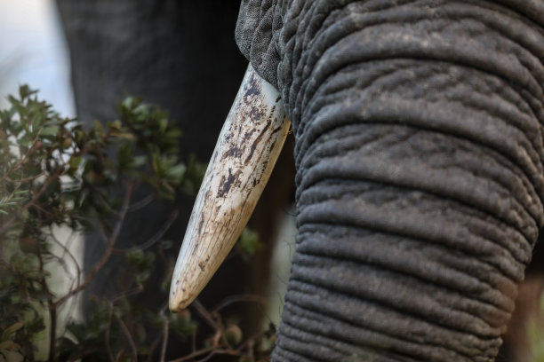 ivory