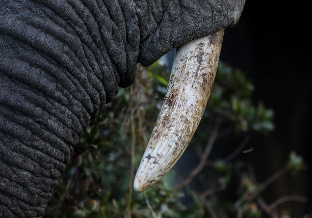 ivory