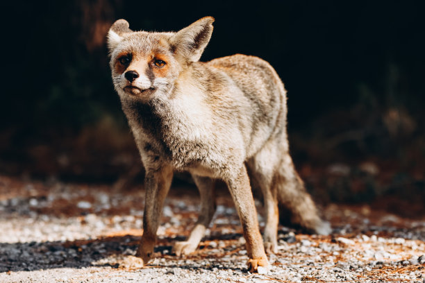 foxface