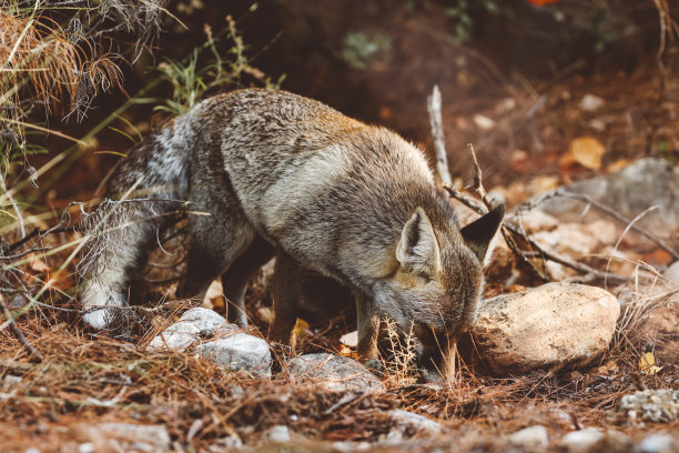 foxface