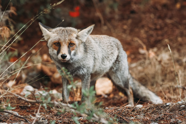 foxface