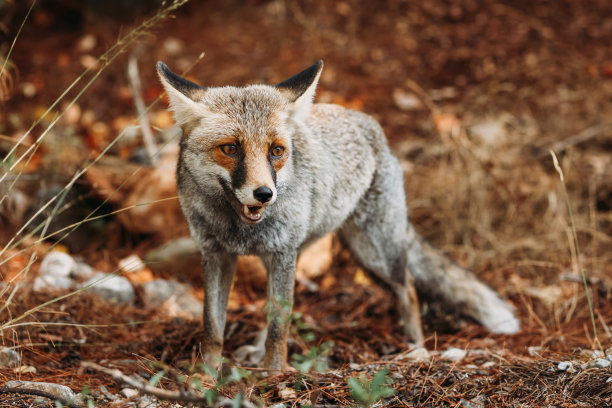 foxface