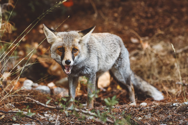 foxface