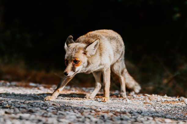 foxface