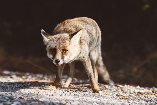 foxface