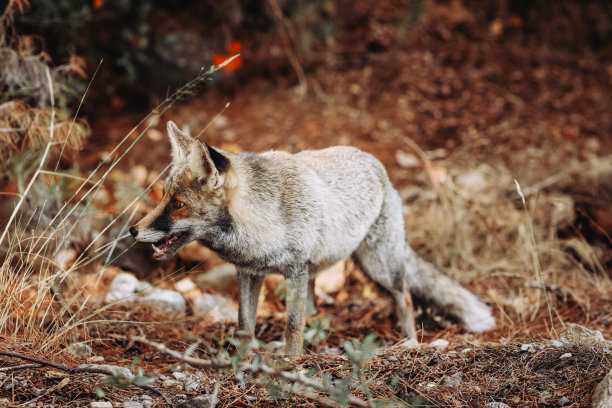foxface