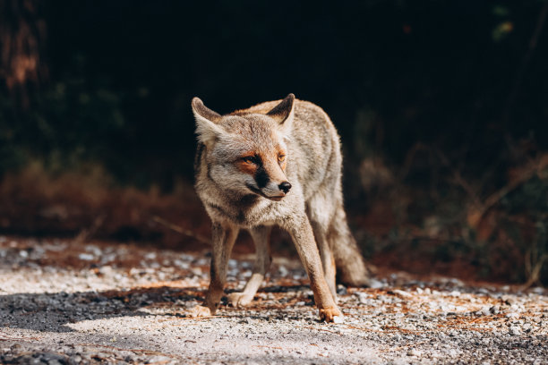 foxface