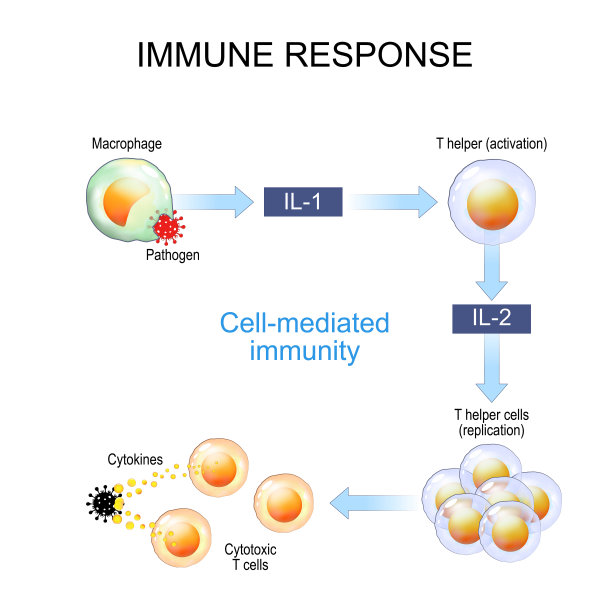 cd4