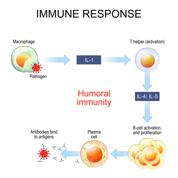 cd4