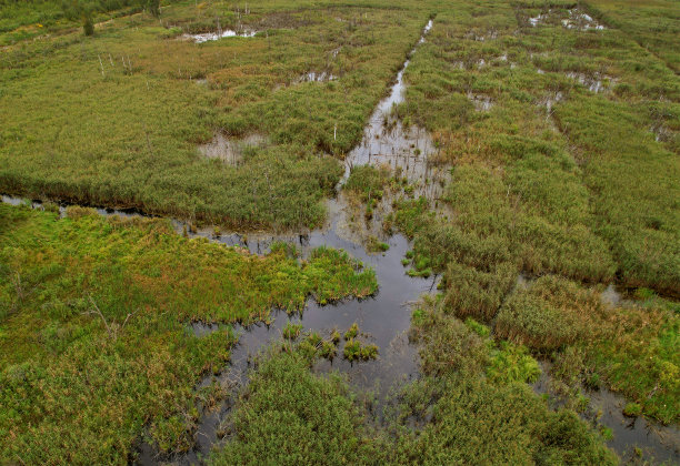 marsh