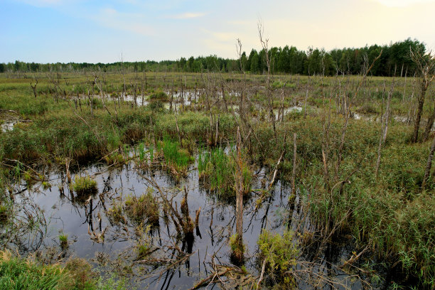 marsh