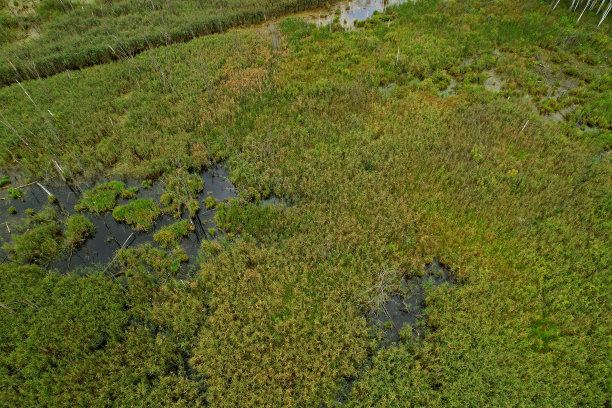 marsh