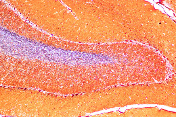 medulla