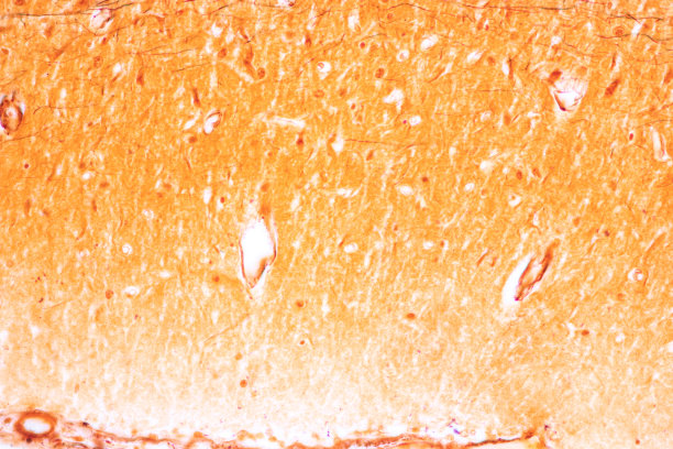 medulla