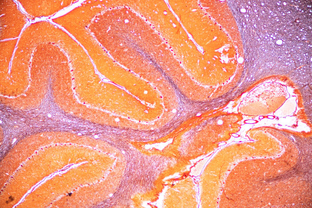 medulla