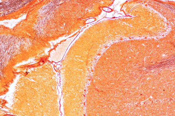 medulla