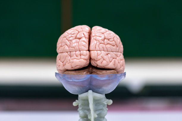 medulla