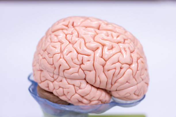 medulla