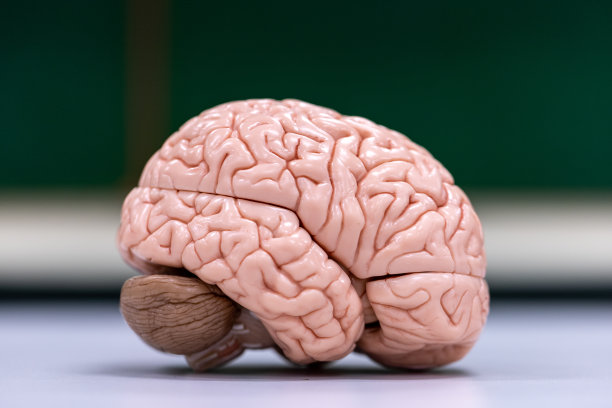 cerebrum