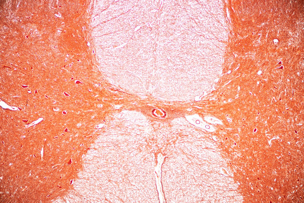 medulla