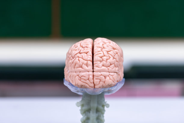 medulla