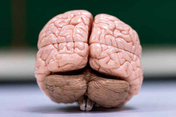 medulla