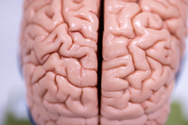 medulla