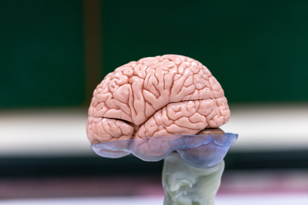 medulla