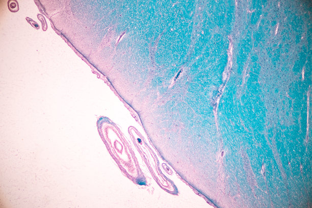 medulla