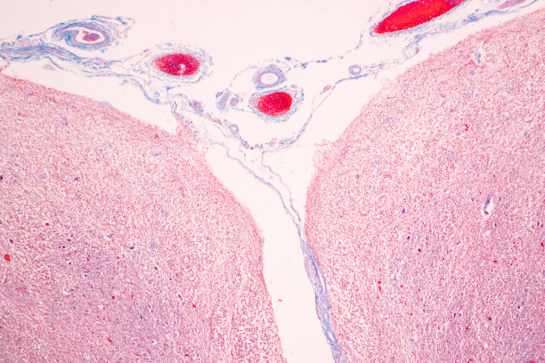 medulla