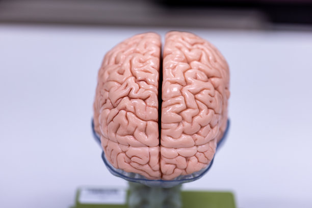 medulla