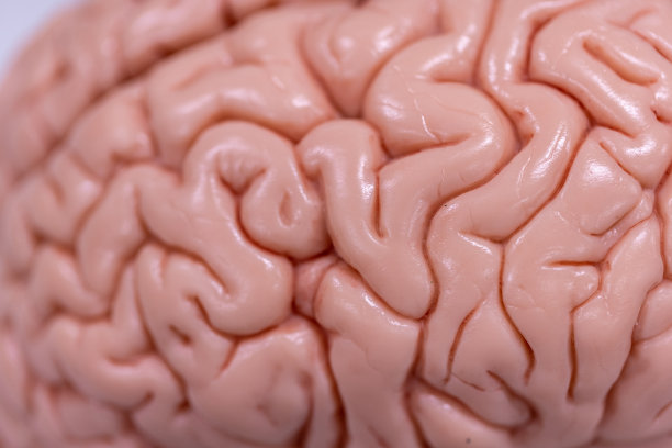 medulla