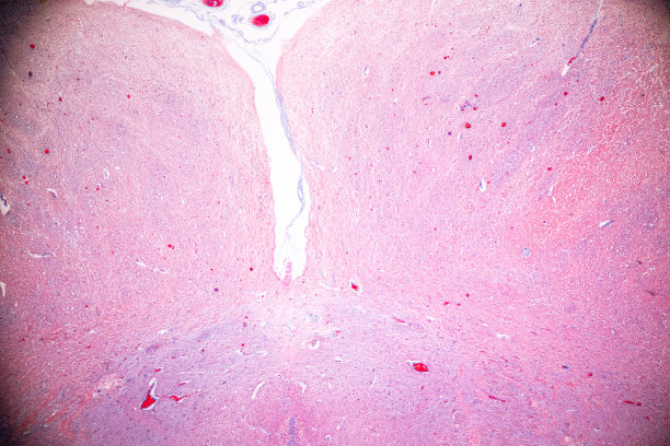 medulla