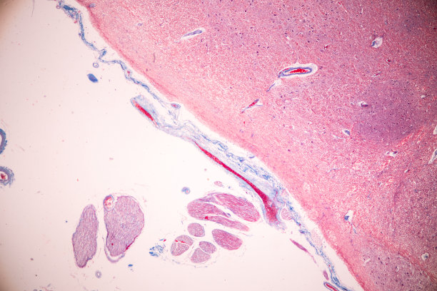 medulla