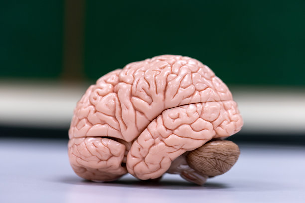 medulla