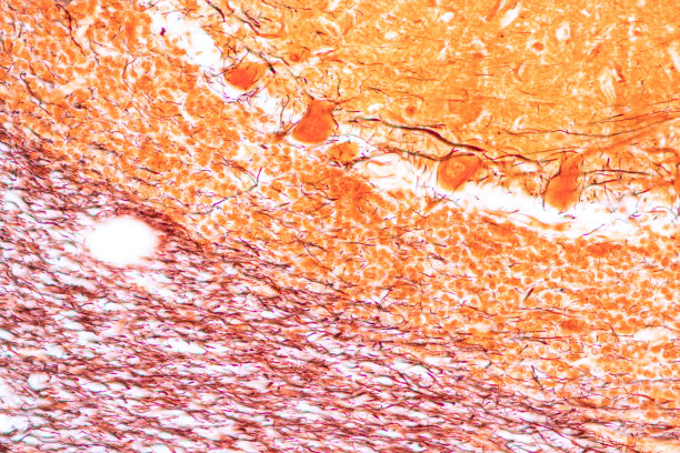 medulla