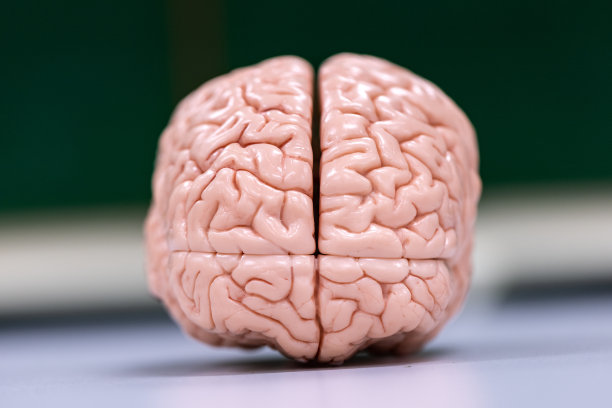medulla