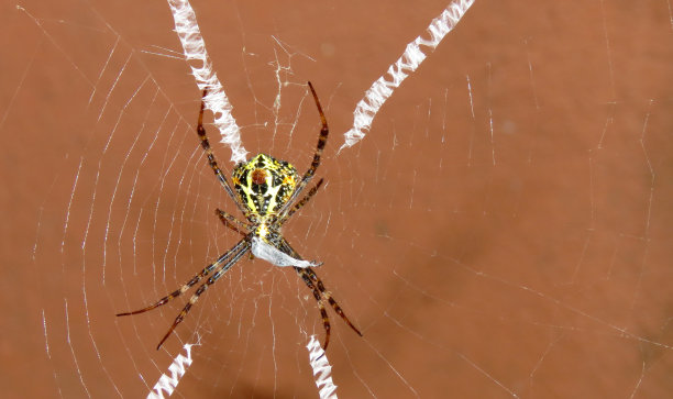 argiope