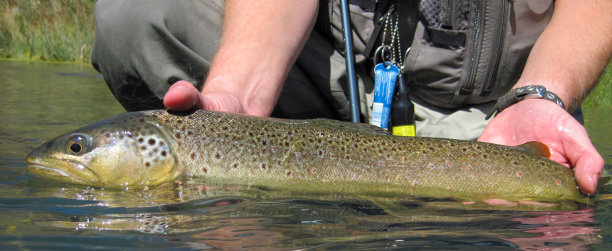 salvelinus