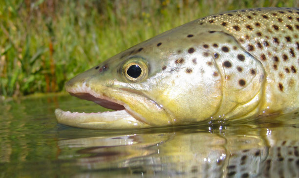 salvelinus