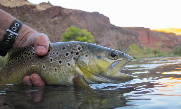 salvelinus